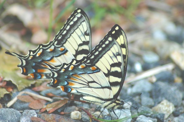 Two Tiger Swallowtails @ MCNC